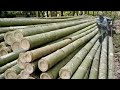 Bamboo production therefore enriches the farmers. unbelievable.