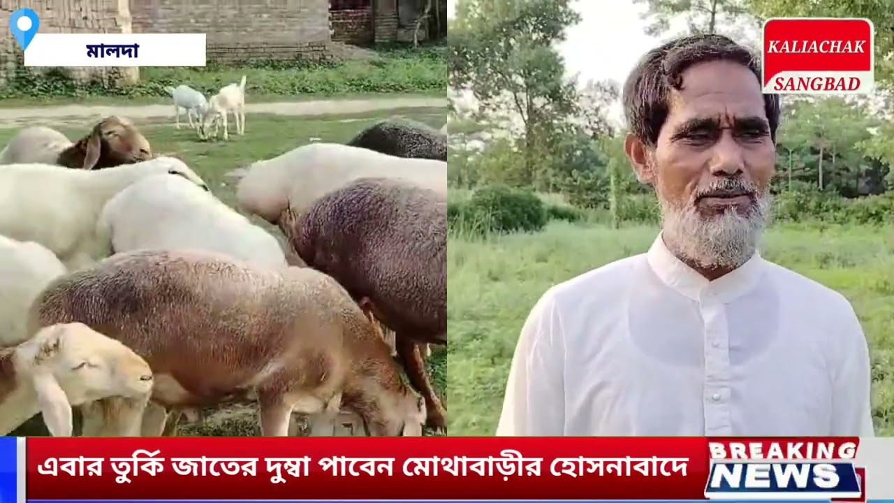 এবার তুর্কি জাতের দুম্বা পাবেন মোথাবাড়ীর হোসনাবাদে