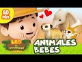 Animales beb  perezoso zorro del desierto y ms  60 min  leo el explorador  animacin nios