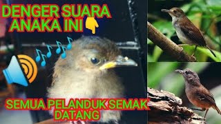 SUARA PIKAT PELANDUK SEMAK ANAKAN AMPUH UNTUK PIKAt