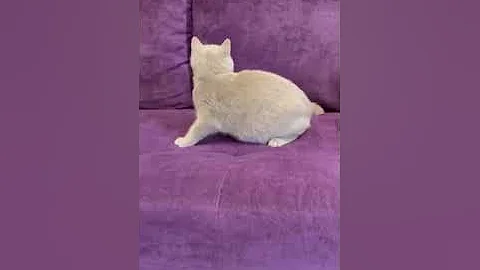 Video 3655901: shorthair cat kucing britishshorthair, british shorthair cat kucing, lilac british shorthair cat