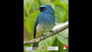 suara pikat burung anis biru/Sikatan Ninon