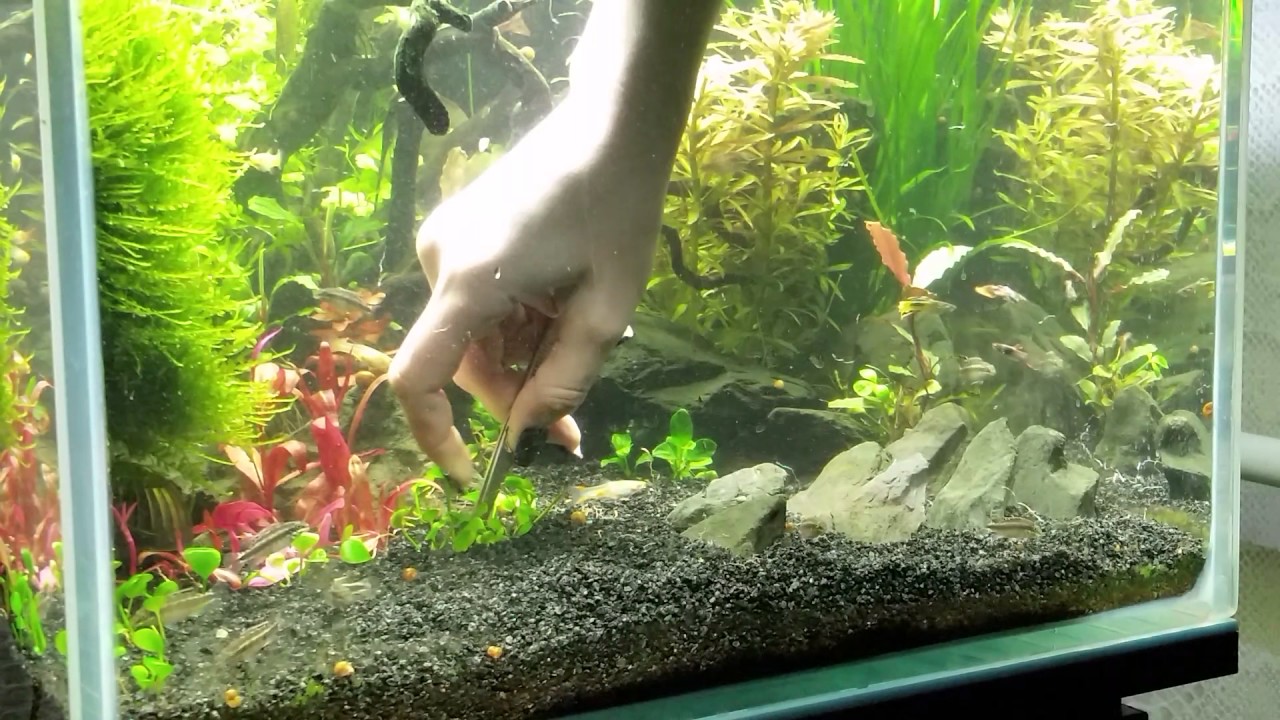 Как я сажаю марсилию