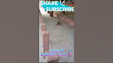 MONKEY DRINKING MAZA 💦 #viral #monkey #short#shortvideo #shorts