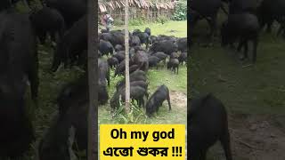 funny video #funnyvideo #funny #funnyshorts #funny #youtubeshorts #viral #শুকর #trendingshorts #fun