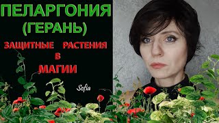 Защитные растения в магии. Пеларгония (Герань).