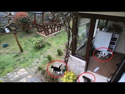 security-camera-catches-cat-invasion-!!