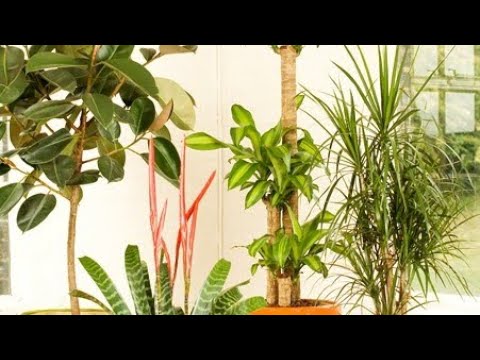 Video: Kako Se Zimi Brinuti Za Svoje Sobne Biljke