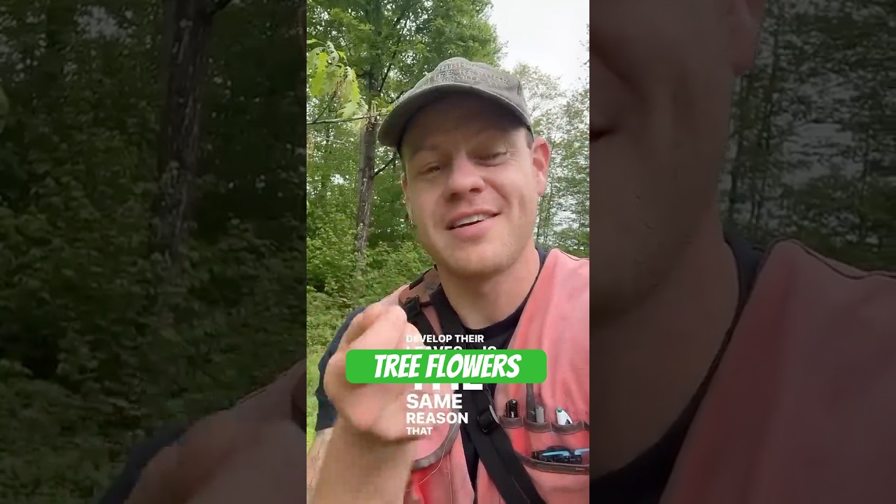 Why tree flowers so weird? 