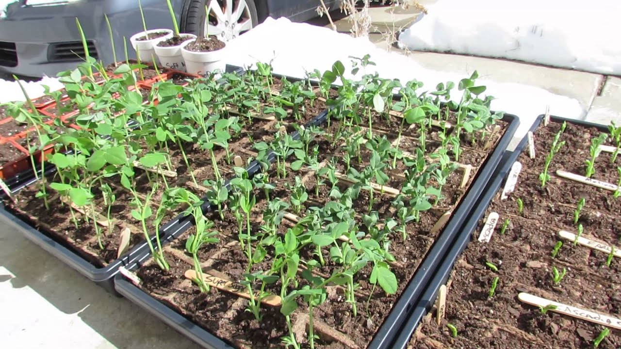 Principles of Hardening Off/Acclimating Peas to the Outdoors: A Must! -TRG 2015