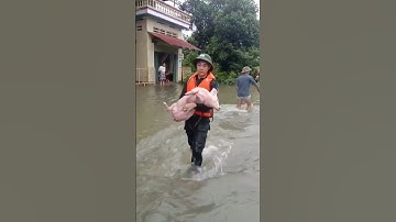 Cứu hộ động vật mùa mưa lũ