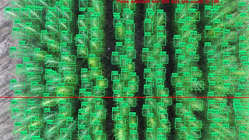Pines seedling counting using ssd resnet 50 fpn model transfer learning