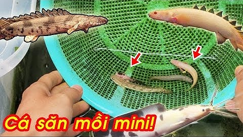 Đi mua bộ 3 Cá Cửu Sừng cùng cá Trê Panda mini. Setup hồ cá săn mồi siêu nhỏ!