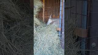 Nina is eating breakfeast #goat #goats #calm #trend #trending #trendingshorts #nature #relaxing