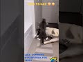 DOG VS CAT 😶😶#DogReels#DogLife#DogVideos#Cat#FunnyCat#CatsOfYouTube#CatShorts