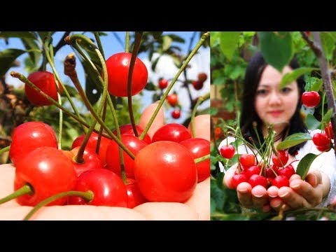 World's Most Expensive Cherry 🍒 Amazing Tasty Sweet Japanese Cherries Fruit Tree