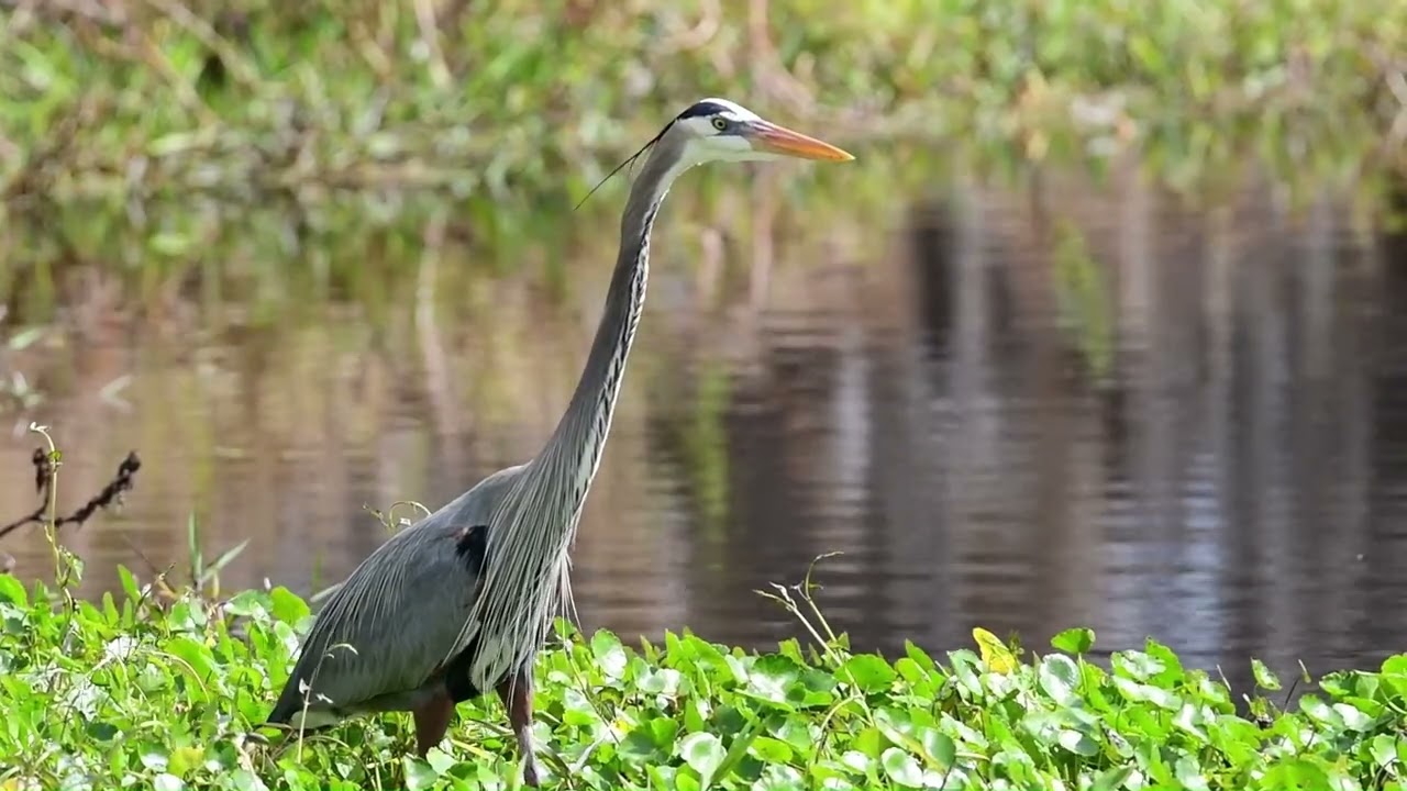 Sights and Sounds of the St John's River, Florida