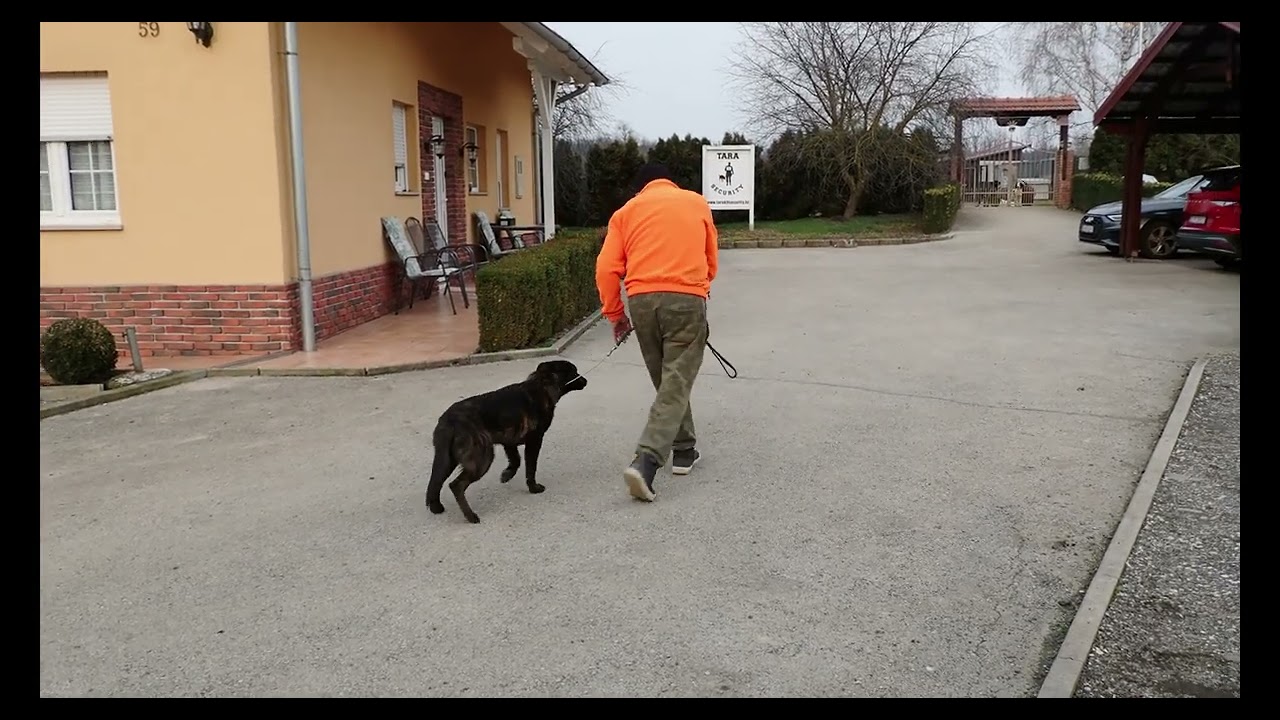 NIZOZEMSKI OVČAR BOY TRENING OSNOVA POSLUŠNOSTI