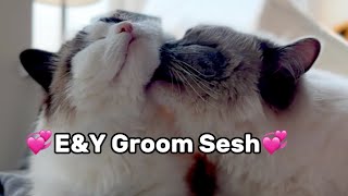 Ragdoll Cat Sibling Groom Session
