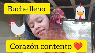 🛑 Así alimento a mis GALLINAS sin gastar un peso, 1 minuto en el paraíso para mis gallinas 😱