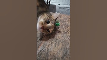 catnip toy vs cat #kitty #meow #cute #crazycat #silly