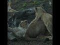 Playful lion cubs at Edinburgh Zoo