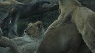 Playful lion cubs at Edinburgh Zoo
