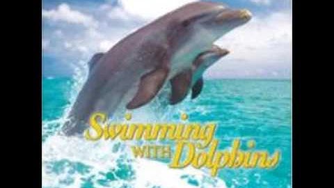 Reflections of Nature - Swimming With Dolphins