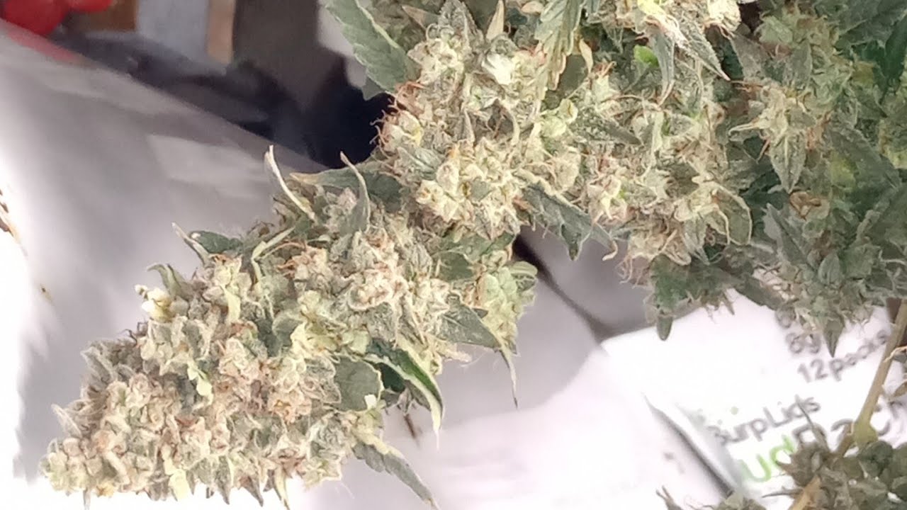 Harvest! WeddingCake by ILGM Genetics 