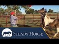 Top Horse Desensitizing Techniques for 2019