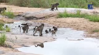 10 Chacma Baboons: A Captivating Sight of Stillness #wildlife