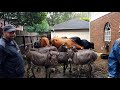 Hurricane Harvey livestock rescue