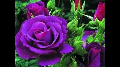 💖Chúc Ngày Mới Yêu Thương Hạnh Phúc  💖