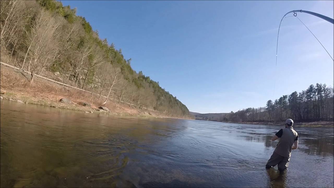 Fly fishing for shad on the Deleware River Ny 2016 YouTube