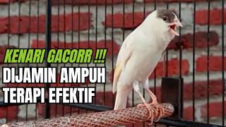 Kicau Kenari Gacor Paling Dicari Dijamin Nyaut!! | Pancingan Masteran Kenari Terbaik