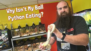 Famous My Ball Python Won't Eat! - How to Get Your Ball Python to Eat! Net Worth