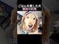 ごはんを愛した犬、最後の約束