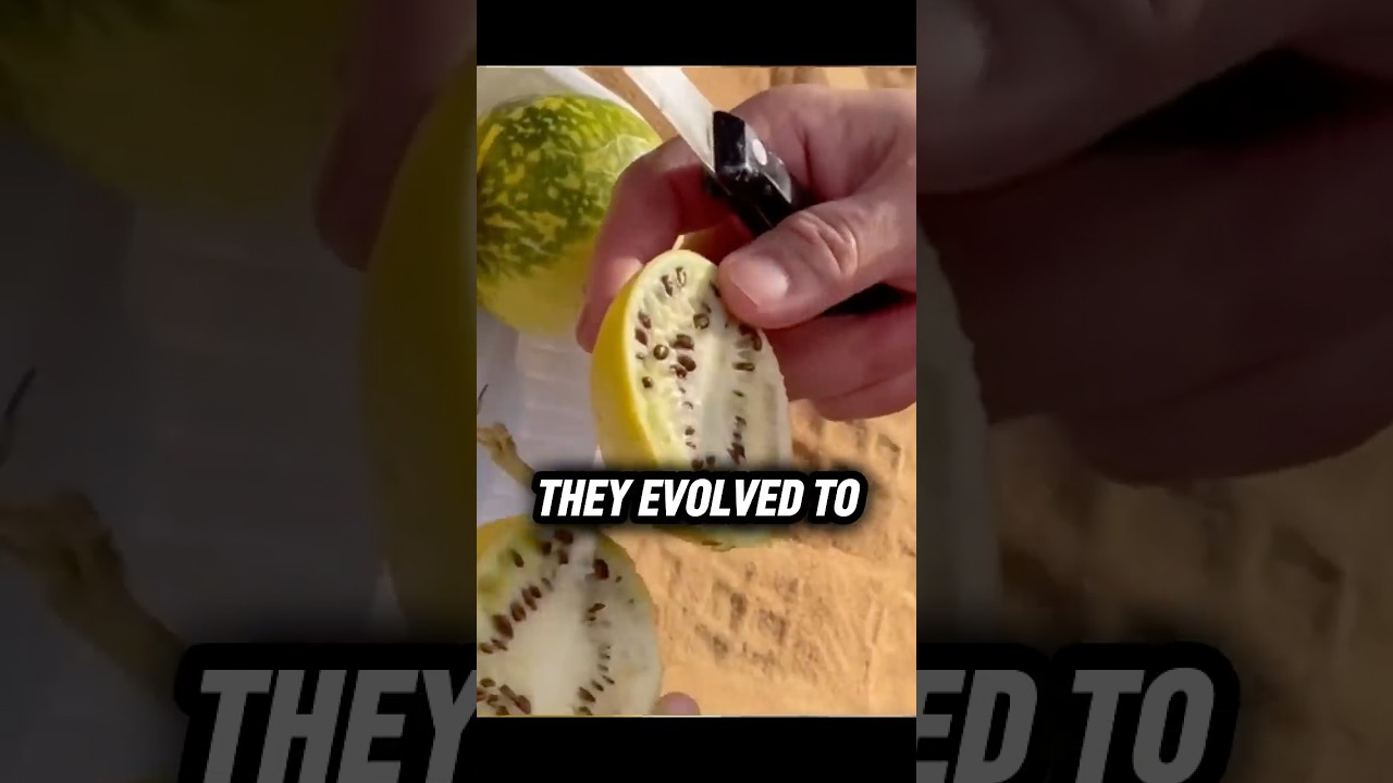 The Origin Story of Watermelon 🍉