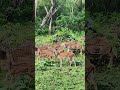 Safari Adventure in Nagarahole National Park🦌#KarnatakaTourism#TravelShorts#youtubeshorts