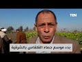 حصاد القلقاس في قرية المنير بمشتول السوق بالشرقية اكبر قرية تزرع قلقاس على مستوى الجمهورية