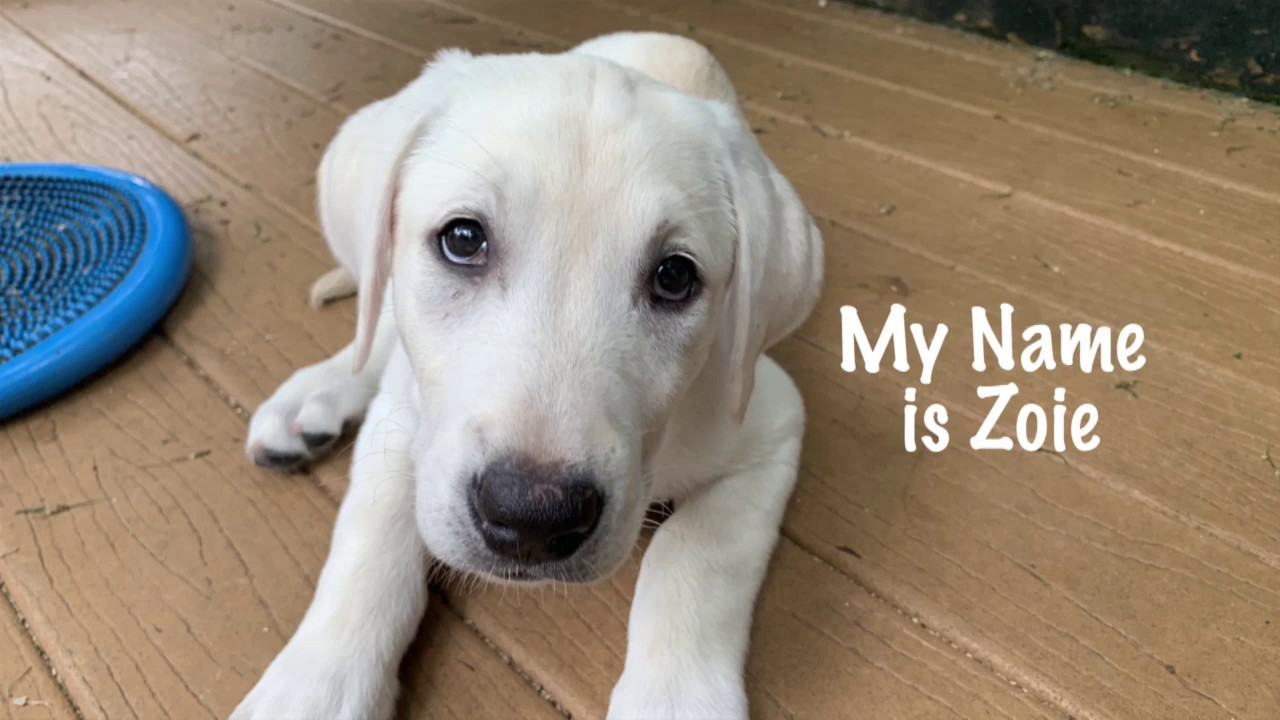Trained White Labrador Puppy For Sale- Zoie 11 weeks old!