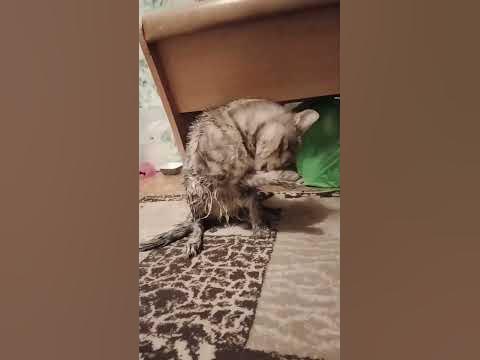 бельгийский кот - YouTube