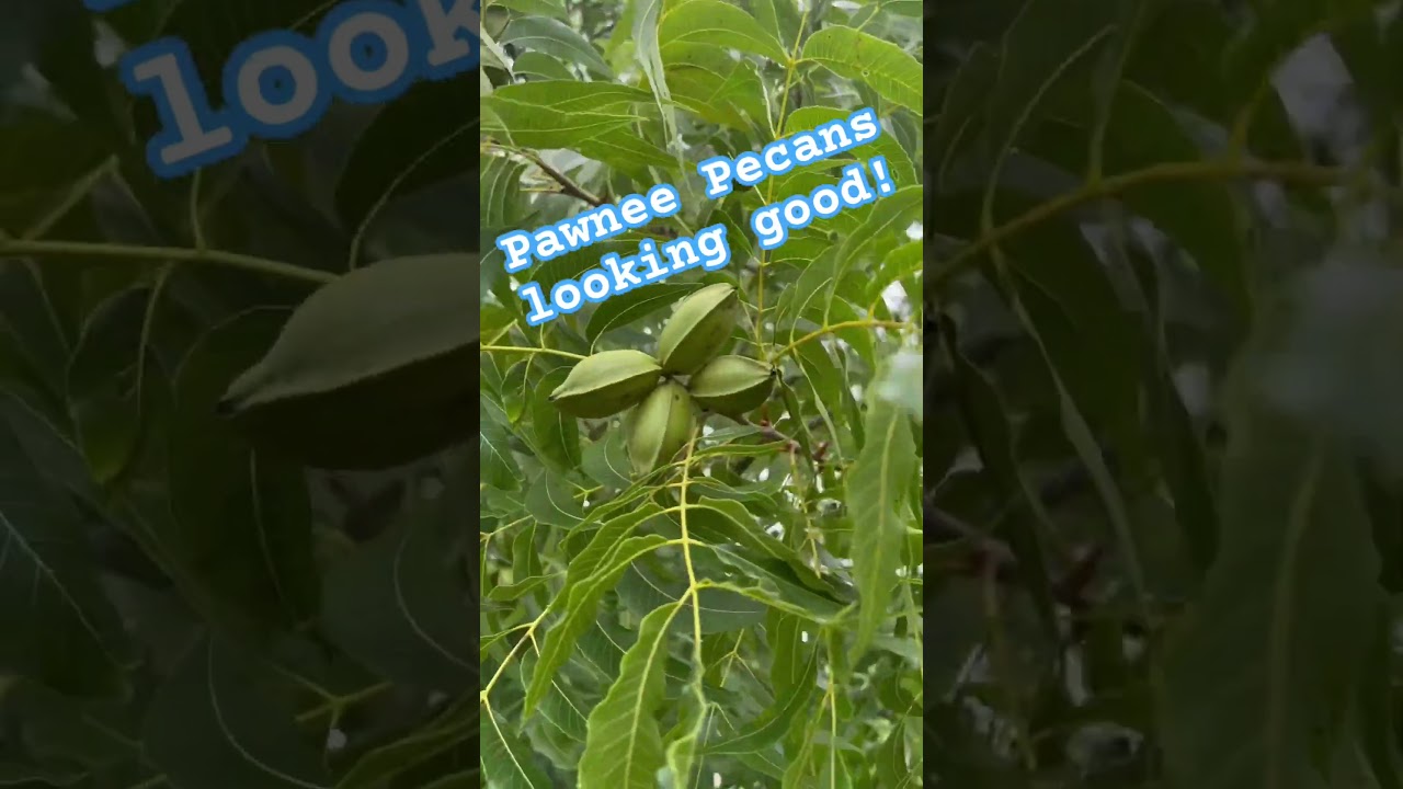 Pawnee pecans in the orchard are looking good!  Please like and subscribe!