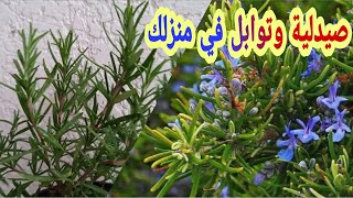 طريقة إكثار نبات الروزماري بالبيت, زراعة اكليل الجبل بالعقل, Propagating Rosemary from Cuttings