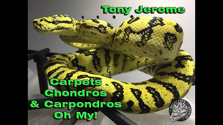 Carpets, Chondros, & Carpondros W/ Tony Jerome of ...