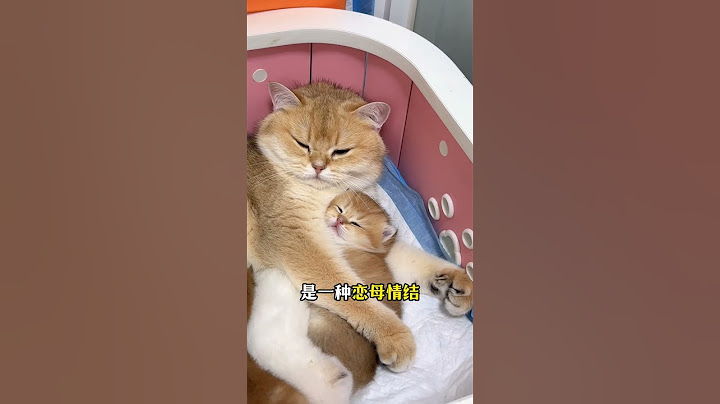 🐱5个迹象证明猫把你当妈了💯 #新手养猫﻿ ﻿#养猫经验分享﻿ ﻿#猫咪行为学﻿ ﻿#猫咪心理﻿ ﻿#养猫知识﻿ ﻿#养猫攻略﻿ ﻿#养猫必看﻿ ﻿#养猫日常 #貓咪 #貓咪日常 #cat #萌寵