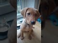 Dont leave without saying hi to narla  viral puppy cute labrador