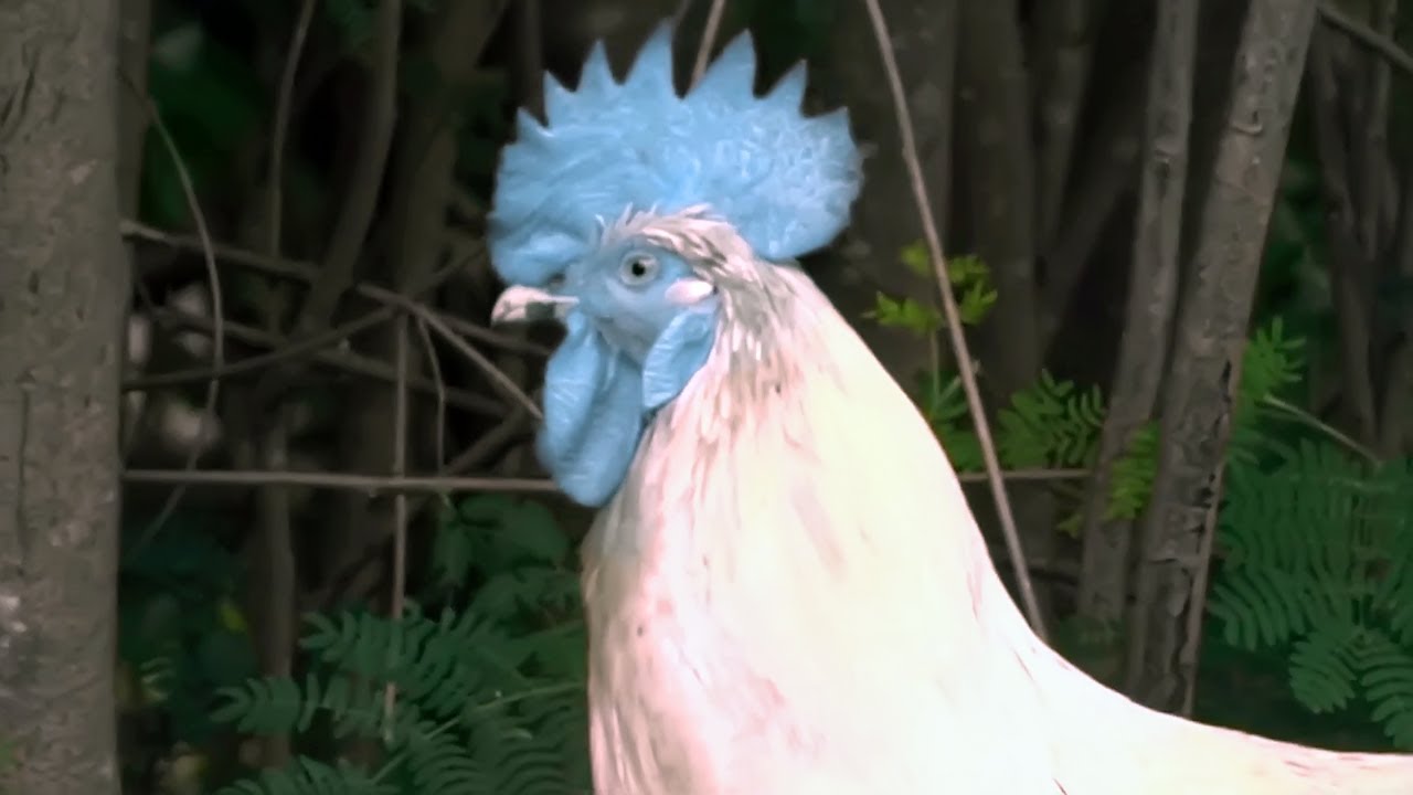 Rare Rooster. I Filmed Blue Rooster During Vacation in