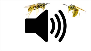 ANGRY WASP SOUND EFFECT [1 Hour Version] screenshot 3