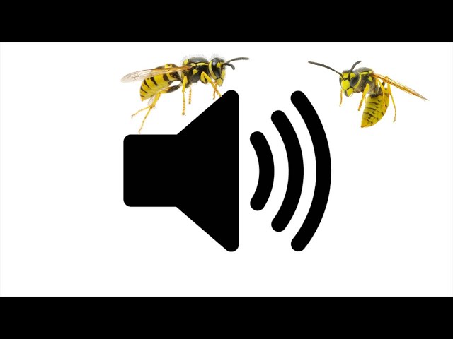 ANGRY WASP SOUND EFFECT [1 Hour Version] class=